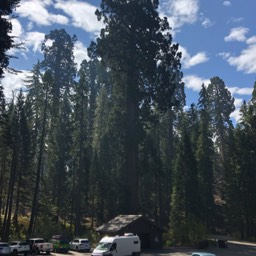 Crystal Van visits Hume Lake,California with Giant Sequias. 
